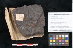 Foto (Objekt + Etikett) von Calamites suckowi Brongniart (NHMW-GEO-2024-0188-11256)